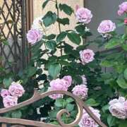 ヒメ日記 2025/11/05 17:50 投稿 咲耶はな 五十路マダムエクスプレス横浜店（カサブランカグループ）