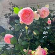 ヒメ日記 2025/11/12 15:20 投稿 咲耶はな 五十路マダムエクスプレス横浜店（カサブランカグループ）