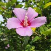 ヒメ日記 2025/11/15 10:14 投稿 咲耶はな 五十路マダムエクスプレス横浜店（カサブランカグループ）