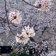 ヒメ日記 2025/12/01 22:32 投稿 咲耶はな 五十路マダムエクスプレス横浜店（カサブランカグループ）