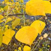 咲耶はな 日曜日　金曜日　待機します。 五十路マダムエクスプレス横浜店（カサブランカグループ）