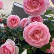 咲耶はな 6日土曜日　11時〜17時 五十路マダムエクスプレス横浜店（カサブランカグループ）