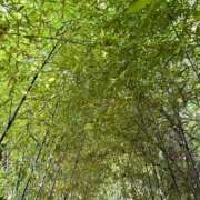 ヒメ日記 2025/12/07 10:04 投稿 咲耶はな 五十路マダムエクスプレス横浜店（カサブランカグループ）