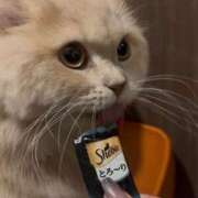 ヒメ日記 2025/11/09 17:45 投稿 フランちゃん Cawaiiハイ！スクールリターンズ