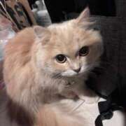 ヒメ日記 2025/12/30 16:29 投稿 フランちゃん Cawaiiハイ！スクールリターンズ