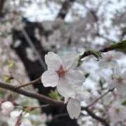 ヒメ日記 2026/04/01 16:23 投稿 フランちゃん Cawaiiハイ！スクールリターンズ