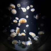 (スタン)浅草なお/地元出身 元気に出勤しまーす(●︎´▽︎`●︎) 風俗イキタイいわき店