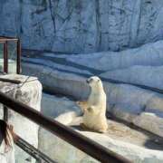 ヒメ日記 2025/12/31 14:21 投稿 (スタン)浅草なお/地元出身 風俗イキタイいわき店