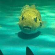 (スタン)浅草なお/地元出身 出勤しまーす(●︎´▽︎`●︎) 風俗イキタイいわき店