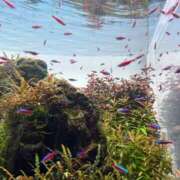 ヒメ日記 2026/03/13 16:30 投稿 (スタン)浅草なお/地元出身 風俗イキタイいわき店