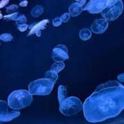 ヒメ日記 2026/03/17 06:50 投稿 (スタン)浅草なお/地元出身 風俗イキタイいわき店