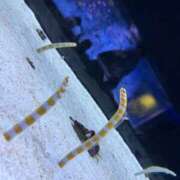 ヒメ日記 2026/03/18 14:10 投稿 (スタン)浅草なお/地元出身 風俗イキタイいわき店