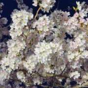 ヒメ日記 2026/04/13 10:12 投稿 (スタン)浅草なお/地元出身 風俗イキタイいわき店