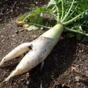 ヒメ日記 2026/01/28 21:34 投稿 みつ La Rouge(中津)