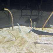 ヒメ日記 2026/01/16 15:32 投稿 みい 仮面舞踏会