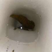 ヒメ日記 2025/10/24 21:37 投稿 みさき 排泄マニア