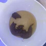 ヒメ日記 2025/11/03 16:26 投稿 みさき 排泄マニア