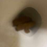 ヒメ日記 2026/01/17 01:10 投稿 みさき 排泄マニア