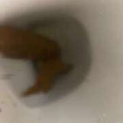 ヒメ日記 2026/03/25 21:26 投稿 みさき 排泄マニア