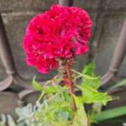 ヒメ日記 2025/10/31 11:30 投稿 高見 熟女デリヘル倶楽部