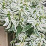 高見 おはよーございまーす😁 熟女デリヘル倶楽部