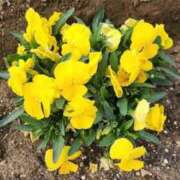 高見 おはようございます 熟女デリヘル倶楽部