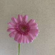 みお たくさんありがとうございます😊 東京人妻セレブリティ（ユメオト）