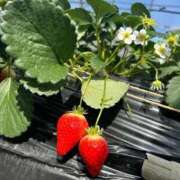 ヒメ日記 2026/03/02 08:18 投稿 せりな 静岡♂風俗の神様 静岡店