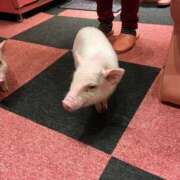 ヒメ日記 2025/11/13 15:40 投稿 山口ゆうな【OL委員会】 柏OL委員会