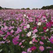 櫻井(さくらい) 出勤します♡ ユカノモリ