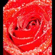 ヒメ日記 2025/12/17 22:50 投稿 はな 性腺熟女100％本店（デリヘル市場）