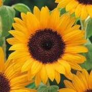 ヒメ日記 2025/10/17 06:21 投稿 つみき(ニューハーフ) 水戸人妻花壇