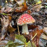 ヒメ日記 2025/10/19 21:08 投稿 つみき(ニューハーフ) 水戸人妻花壇