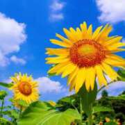 ヒメ日記 2025/10/22 13:29 投稿 つみき(ニューハーフ) 水戸人妻花壇