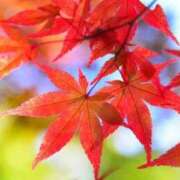 ヒメ日記 2025/11/13 16:28 投稿 つみき(ニューハーフ) 水戸人妻花壇