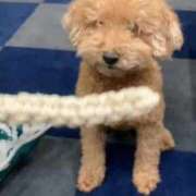 ヒメ日記 2025/12/16 19:35 投稿 いぶ 逆電車ごっこ ～GLAMOROUS TRAIN～