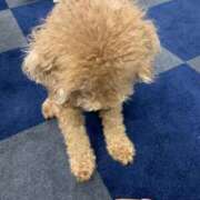 ヒメ日記 2025/12/18 12:50 投稿 いぶ 逆電車ごっこ ～GLAMOROUS TRAIN～