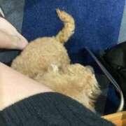 ヒメ日記 2025/12/22 16:48 投稿 いぶ 逆電車ごっこ ～GLAMOROUS TRAIN～