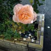 ヒメ日記 2025/12/03 17:34 投稿 麻宮わかば 麗しいマダム