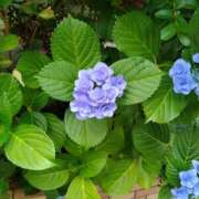 麻宮わかば ※無題 麗しいマダム