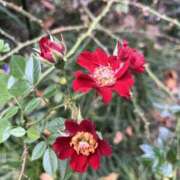 ヒメ日記 2025/11/25 19:12 投稿 湾内はゆる 色気あるワイフ