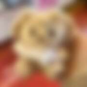 ヒメ日記 2026/01/22 17:29 投稿 きらり おいらん(池袋)