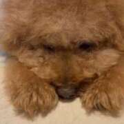 美愛（みあ） 🐶 NOA（ノア）