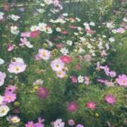 ヒメ日記 2025/11/15 23:15 投稿 唐獅子牡丹 オイルの奴隷