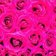 ヒメ日記 2025/12/17 20:55 投稿 はな 性腺熟女100％鶯谷（デリヘル市場）