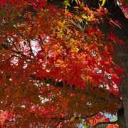 ヒメ日記 2025/12/09 13:20 投稿 さら ぷるるん小町 京橋店