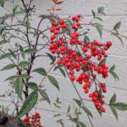 ヒメ日記 2025/12/15 09:35 投稿 須藤 熟女の部屋