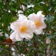 ヒメ日記 2025/12/20 08:11 投稿 須藤 熟女の部屋