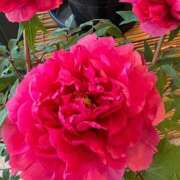 ヒメ日記 2026/01/15 18:54 投稿 須藤 熟女の部屋