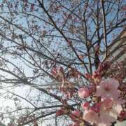 ヒメ日記 2026/03/30 09:48 投稿 かよ みるくDX